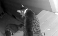 Кот побил енота при попытке пробраться в дом (видео)