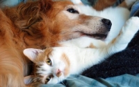 Ученые: кошки и собаки влияют на глобальное потепление