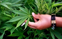 Выращивание конопли может быть смертельным