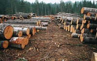 Правительство может запретить вырубку лесов 