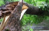 На детскую площадку в Полтавской области упало дерево: пострадала семья