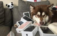 В Китае сын миллиардера купил собаке восемь iPhone 7 (ФОТО)