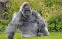 Скончалась одна из старейших горилл мира