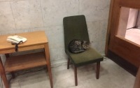 МИД Украины приняло на работу кота-дипломата