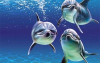 У дельфинов и китов сегодня праздник
