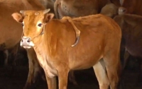 Корова с пятой ногой, растущей из спины родилась в Китае