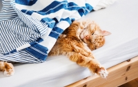 Шведские СМИ  назвали 11 преимуществ жизни с кошками