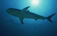 Пьяный турист случайно убил акулу, приземлившись задом ей на голову