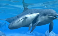 Как рождаются дельфины (ВИДЕО)