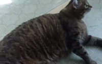 Кота-толстяка заставили заниматься физкультурой