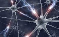 Учёные открыли метод восстановления поврежденных нервов