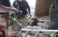 Спасение собаки во время наводнения (ФОТО)