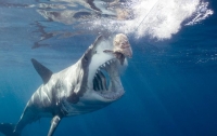 Американец попытался вытащить акулу голыми руками из воды (видео)