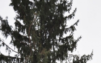 Главной елке в Ривненской области - 83 года
