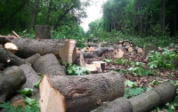 За 9 последних лет Киев лишили 700 га леса