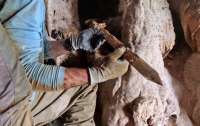 У печері Мертвого моря ізраїльські археологи знайшли унікальну знахідку