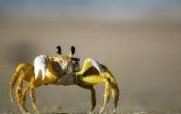 Краб-курильщик рассмешил интернет-пользователей (видео)