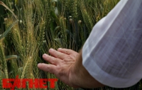 Как в Украине испытывают новую суперурожайную пшеницу (ВИДЕО)