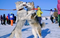 Как проходят гонки на собачьих упряжках (ФОТО)