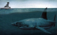 Учёные определили причину вымирания самой большой акулы на Земле