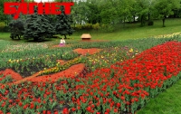 В Киеве откроется выставка тюльпанов 