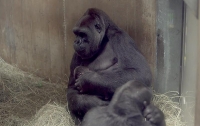 Милое видео редкой гориллы с детенышем набирает популярность в Сети