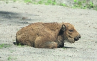 В Харьковском зоопарке родился бизон (ФОТО)