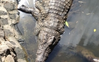 Полицейские искали оружие, а нашли двухметрового крокодила
