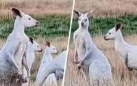 В Австралии на фото попала стая редких кенгуру-альбиносов