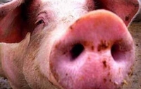 Осторожно, чума! В трех областях Украины вспыхнула чума свиней