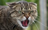 Голодные кошки-каннибалы шокировали киевлян