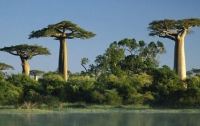 В Африке обнаружили дерево-рекордсмен