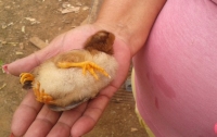 На Кубе вылупился многолапый цыпленок (ФОТО)