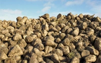 Украина всерьез готовится к производству биотоплива из сахарной свеклы