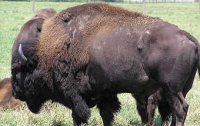 Найден невероятно древний бизон