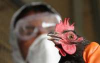 В Николаевской области вспышка птичьего гриппа