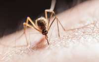 В Индии комары переносят опасную болезнь: зафиксирована вспышка заболевания
