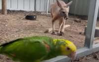 Озорной попугай выпустил домашнего кенгуру из вольера