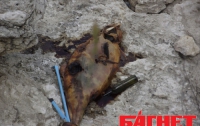 Отстрел дельфинов в Николаевской области подтвержден экспертами, но усиленно отрицается чиновниками