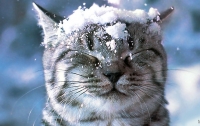 Синоптики сказали, когда в Украине выпадет первый снег