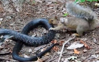 Схватка белки со змеей попала на видео