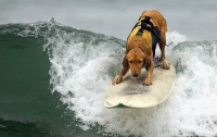 В Америке провели соревнования по собачьему серфингу