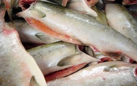 В Киеве на рынке нашли 13 тонн рыбы сомнительного происхождения 