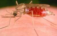 В Кении малярию отследили «по мобильникам»