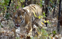 Масштабные поиски самого знаменитого тигра ведутся в Индии