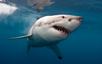 Голодная акула убила женщину и ранила 7 человек