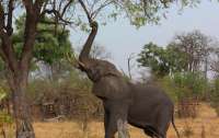 Сексуально озабоченный слон атаковал джип с туристами (видео)