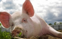 Куры против свиней или кому выгодна африканская чума в Украине