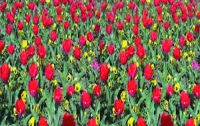 На Певческом поле состоится эксклюзивная выставка тюльпанов