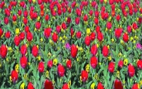 На Певческом поле состоится эксклюзивная выставка тюльпанов